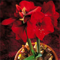 Amaryllis