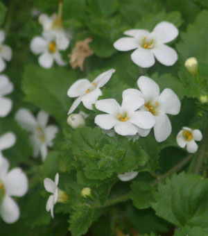 Bacopa