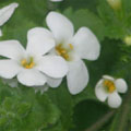 Bacopa
