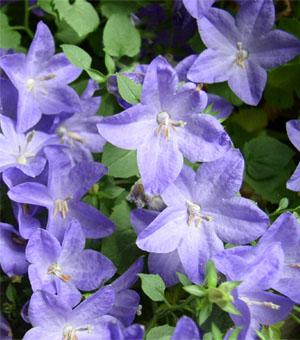 Campanula