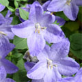 Campanula