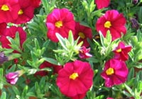 Nu b&ouml;rjar vi packa pelargonier f&ouml;r fullt